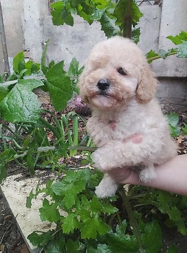 pudel itlerin satisi: Pudel, 2 ay, Erkek — 6