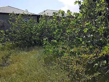 qebelede ev: Eni 15 uzunu 40 metr olan 6 sot torpaq satılır. 33 və 21 saylı — 2