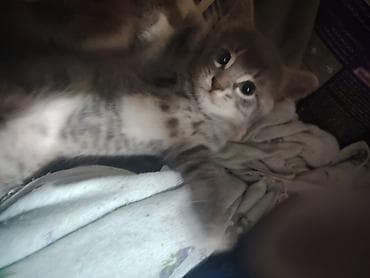 xaski balasi satilir: Şinşilla, Dişi — 3