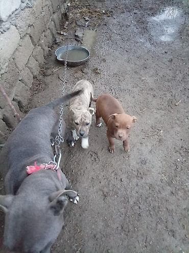 pitbull balasi: Pitbul, 2 ay, Dişi — 4