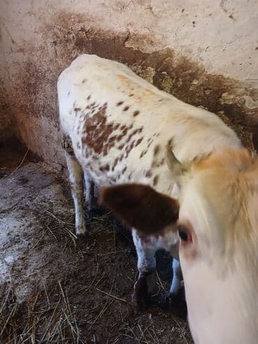 simental erkek dana: Dana ətlik 2 denedi ikisde kökdi — 3