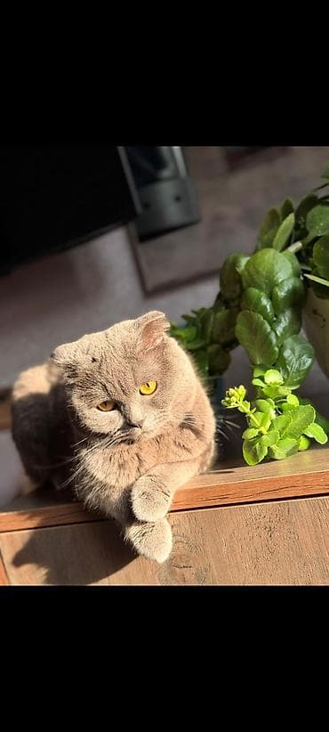 Şotland yastı qulaq, Erkək