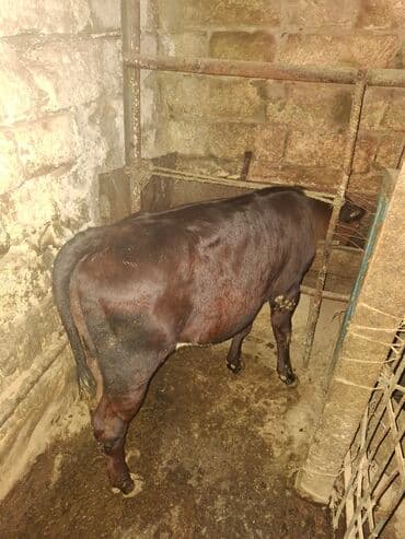 qaradolaq qoyun satilir: Dana, buzov, Dişi, ay: 1, 80 kq, Damazlıq, Ödənişli çatdırılma — 4