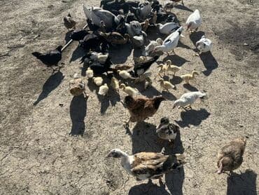 kuban ördek: Salam Aleykum Satılır Ördək Qaz Ördək Cücəsi Toyoq 36 Ədəd Lal Ördək — 7