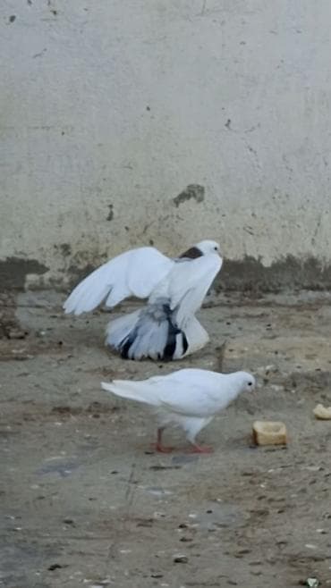 göyərçin şəkli: Məhsul: Fərqli rəng və naxışlarda ev göyərçinləri (kolleksiya və uçuş — 9