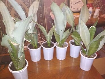 Təmir və tikinti: Сансивьера голубая — 2