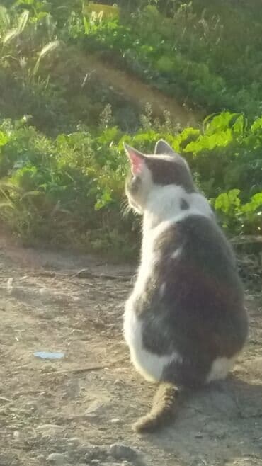 котята в добрые руки баку: Dişi — 2