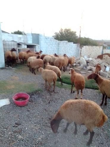 ucuz colpalar: 27 baş kom heyvan satılır istəyən olsa yazsın videosunu atım baxın — 3