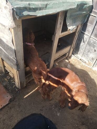 pitbul itleri: İrland Setter cinsi itlər koker spangel erkək bir yaş barterdə var — 3