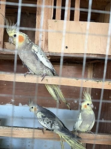əbabil quşu: Hem erkek hem diwi papuqaylardi.cutu 50manata — 1