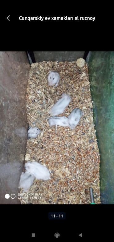 xamyak adlari: Xamyaklar cunqariklar ən mehriban aqresiyası olmayan insana uyuşan — 8