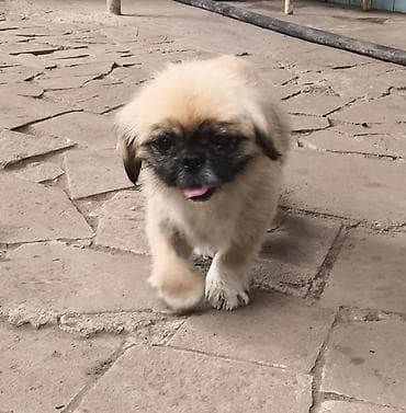 Pekines, 7 ay, Erkek