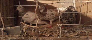 Məhsul: göyərçini dəstəsi Təsvir:1 erkəy 2maya 3 bir yerdə 30 m -