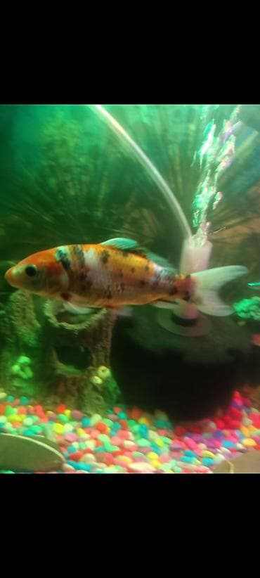 hamster satis: Koi, Sülhsevər, Ünvandan götürmə — 3