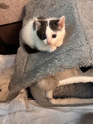 korum: Yumşaq boz ev formalı pişik evi və yataq komplekti - Material: yüksək — 1