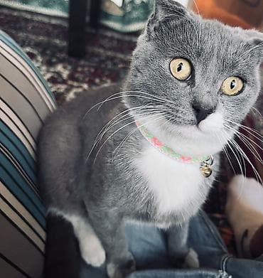 heyvan mal: Şotland yastı qulaq, Erkək — 2