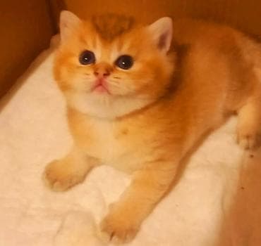 Britan, Erkək, Yaxşı əllərə, Ünvandan götürmə lalafo.az -da Britan, Erkək, Yaxşı əllərə, Ünvandan götürmə