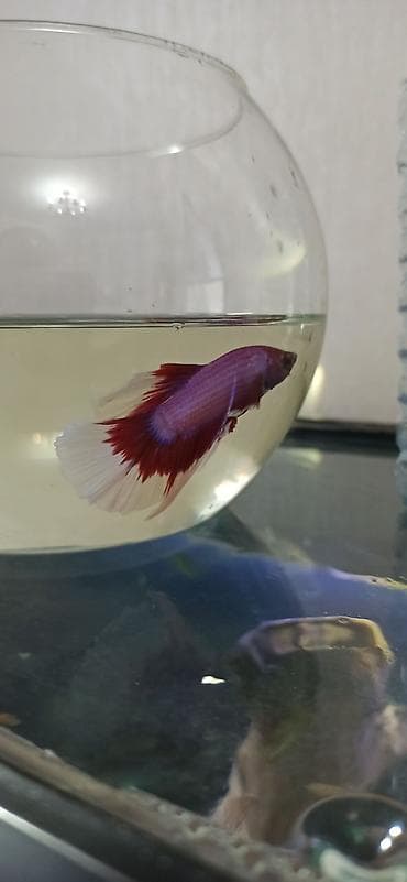 akvarium silikon: Betta (Petuşok balığı), Sülhsevər — 6