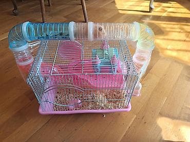 nimo seker testi: Diqqət maraqlı əyləncəli xamyak Rıjiy rəngdə çox gözəl xamyakdır — 6