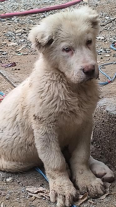 bala itler: Alabay — 8