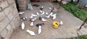 Грызуны: Salam aleykum herkese ALLAH hamının malına BERKET versin gördüyünüz — 4