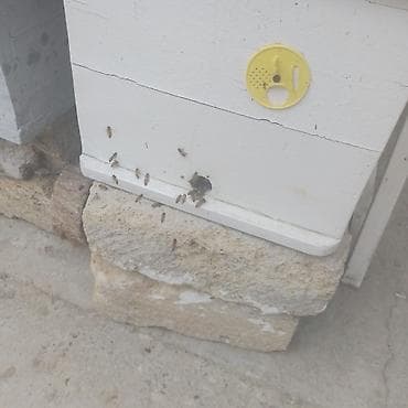 mustanq heyvan: Arı ailələri və mini arıxanalar - Taxta mini-kovanlar: şəkillərdəki — 3