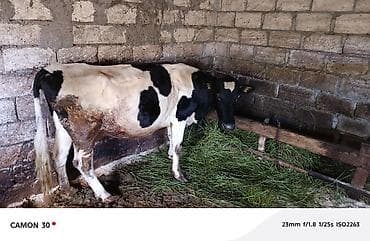 satılık dana saray: Satılır 🐄 Çox yaxşı baxılmış Holşteyn cinsili inək satılır. Gündəlik — 1