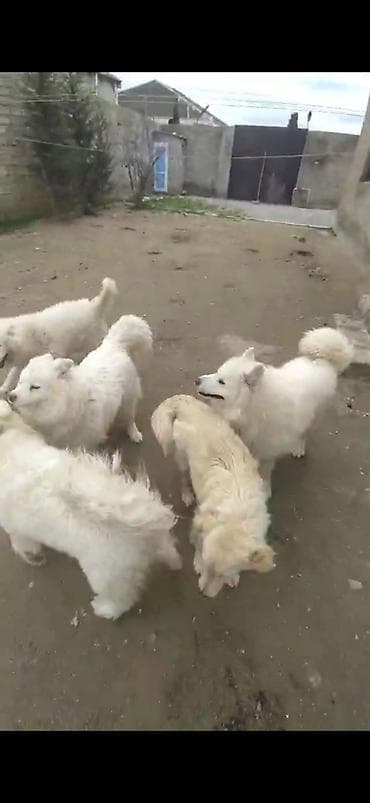 Samoyed, 10 ay, Dişi