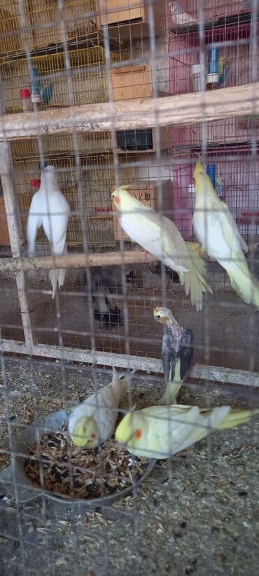 danışan tutuquşu satışı: Yeni dene dusmus balalardir — 5