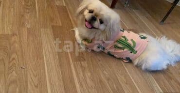 породистые собаки в добрые руки: Pekines — 6
