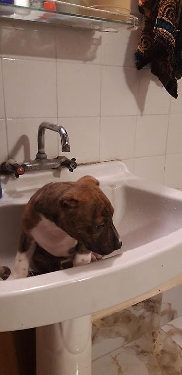 it satisi ucuz: Pitbul, 2 ay, Dişi, Peyvəndli — 1