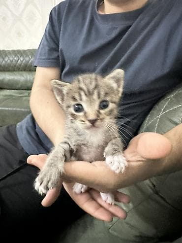 Pişiklər: Tabbi, Yaxşı əllərə — 4