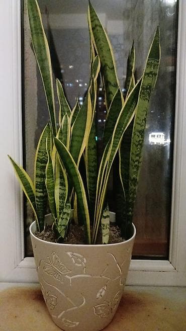 Sansevieria (Qaynanadili) – dekorativ otaq bitkisi - Növ: Sansevieria — 1
