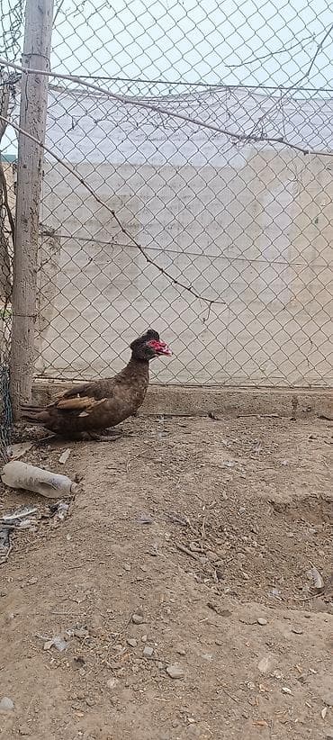 Akvariumlar: Satılır: Muskovi ördəklər (indo-ördəklər) - Rənglər: şokolad-qəhvəyi — 5