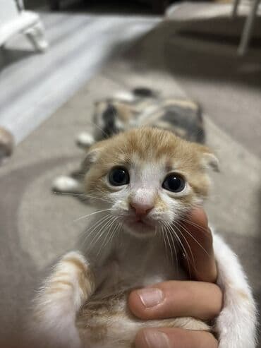 Daraq panellər: Yaxşı əllərə — 6