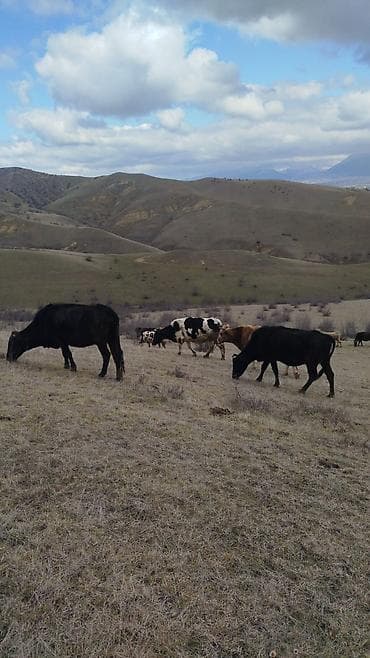 Digər heyvanlar: Təsərrüfat üçün çoban həm qoyun həmdə mal üçün axtarılır aylıq əmək — 1