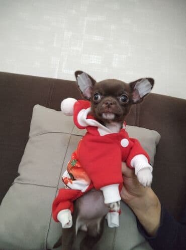 Lincoln: Чихуахуа, 2 месяца, С родословной, Самовывоз — 5