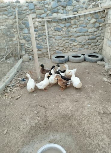 bala ordək: 12edee səsli ordey 15 m biri — 3