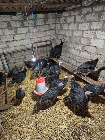 Arılar: Məhsul: Hind quşları (gənc) Təsvir: - Şəkillərdəki qara lələklı gənc — 2