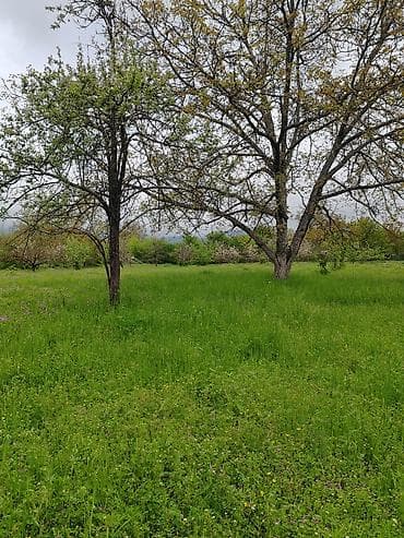 qebele ev satisi: 66 sot, Biznes üçün, Mülkiyyətçi, Kupça (Çıxarış) — 4