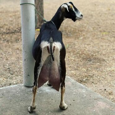it bazari bakida: Süd keçisi – yüksək süd verimi üçün seçilmiş damazlıq. Xüsusiyyətlər — 3