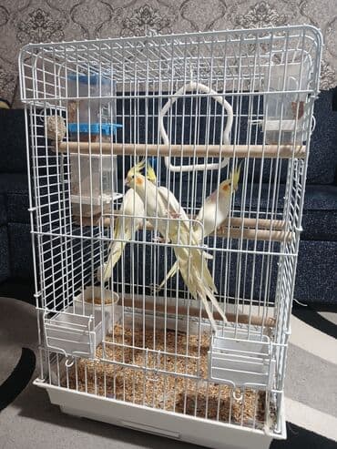 sağlam həyat sağlamlıq mərkəzi: Tam saglam cüt karella 2 dənə balası ilə bir yerdə bahalı qəfəs yem — 1