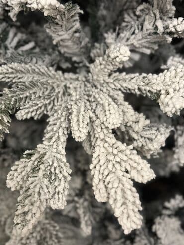 nərdivan üzərində şaxta baba: Yolka Yenidir . Kremelevski yolkasi 240 sm boyu. Zontik modeldi-yeni — 2