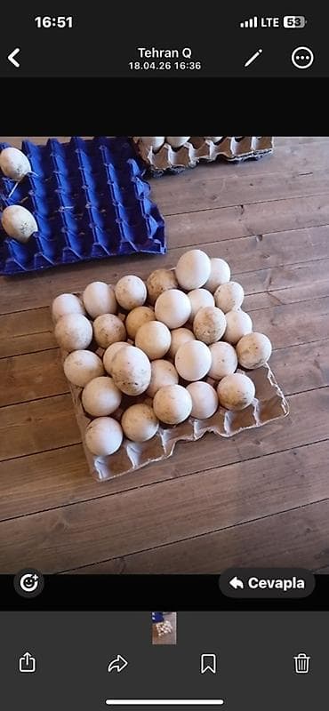 bıldırcın eti satışı: Yumurta — 1