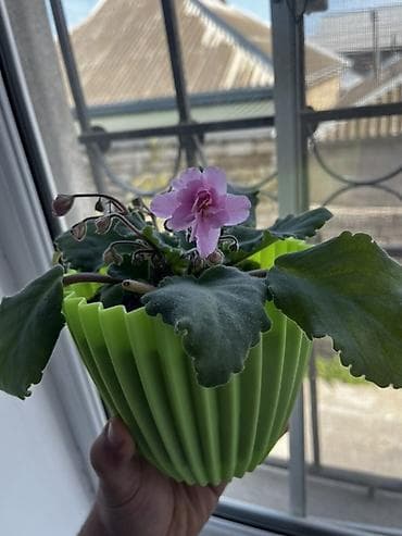 dəmir tor: Afrika bənövşəsi (Saintpaulia) – açıq-yaşıl, relyefli dekorativ — 2