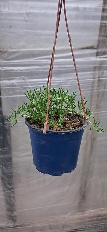 Asıl asılan saksıda ətli bitki – Succulent (Delosperma/“Ice plant”