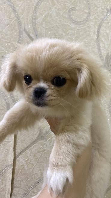 spits itleri: Pekines, 5 ay, Dişi — 4