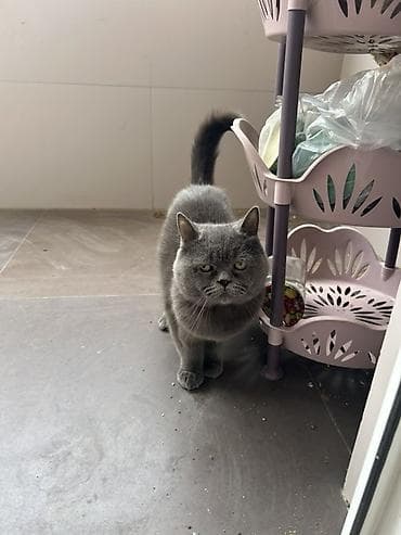 Quşlar: Britan, Dişi, Yaxşı əllərə, Ünvandan götürmə, Pulsuz çatdırılma — 4