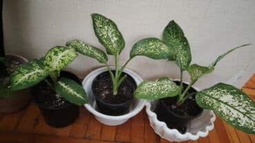Tinglər: Difenbahiya Aglaonema (Çin Əbədiyaşılı) – dekorativ yarpaqlı otaq — 1