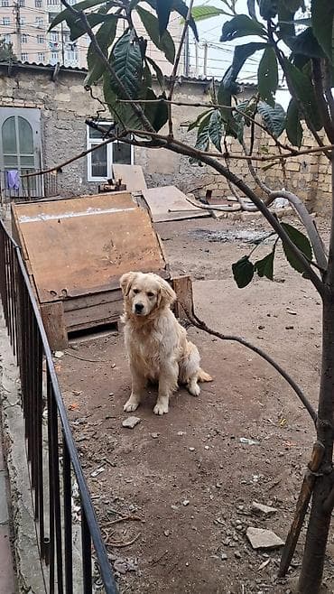 heyvan sahiblənmək: Retriever, Erkek — 1